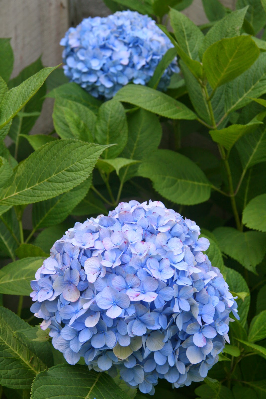 Bumble Lush Garden Hydrangeas In Bloom Endless Summer And