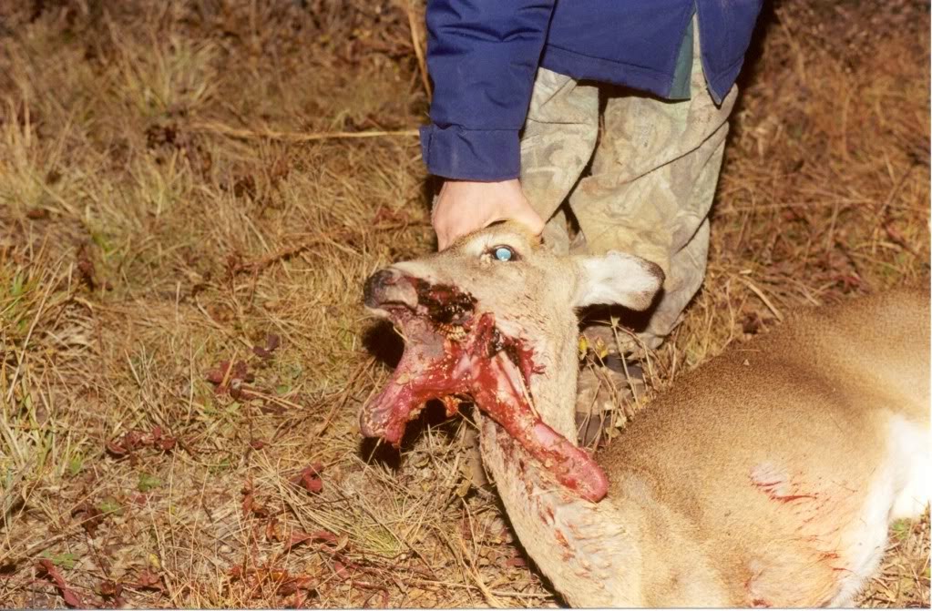 deerfaceblownoff2.jpg
