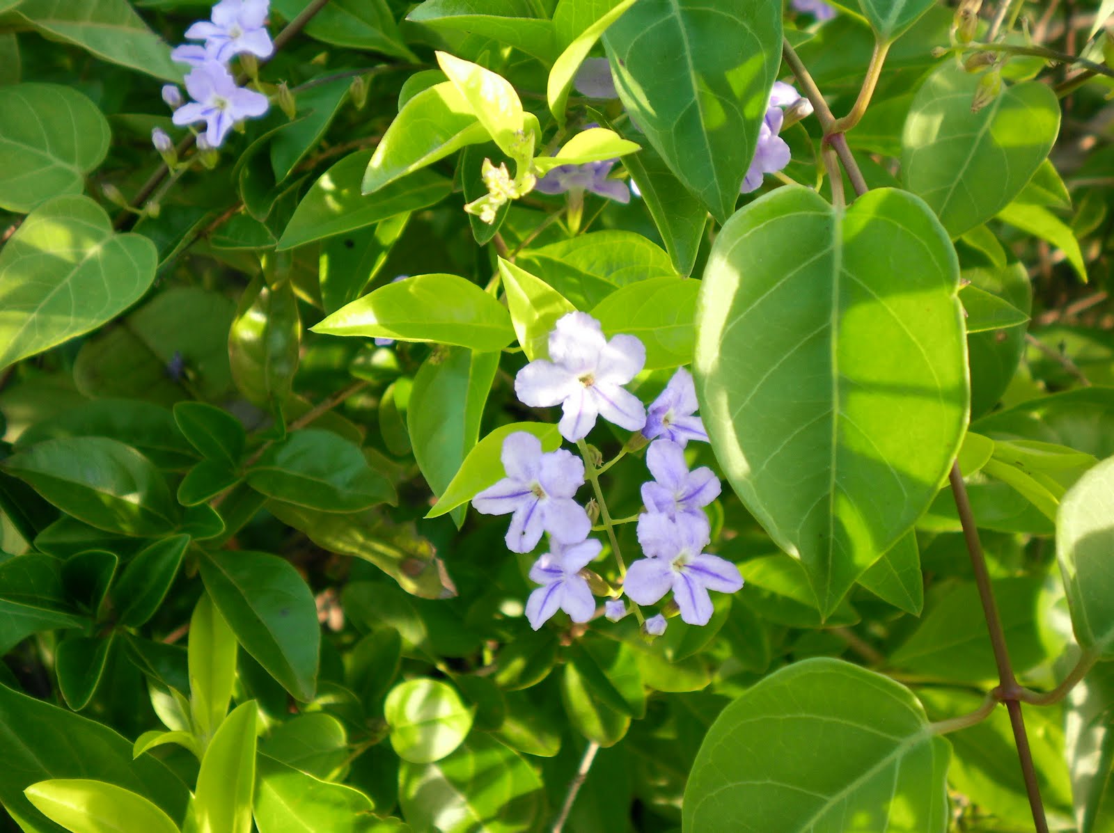 Jeff and Ilene Thalman Flowers that grow all year round