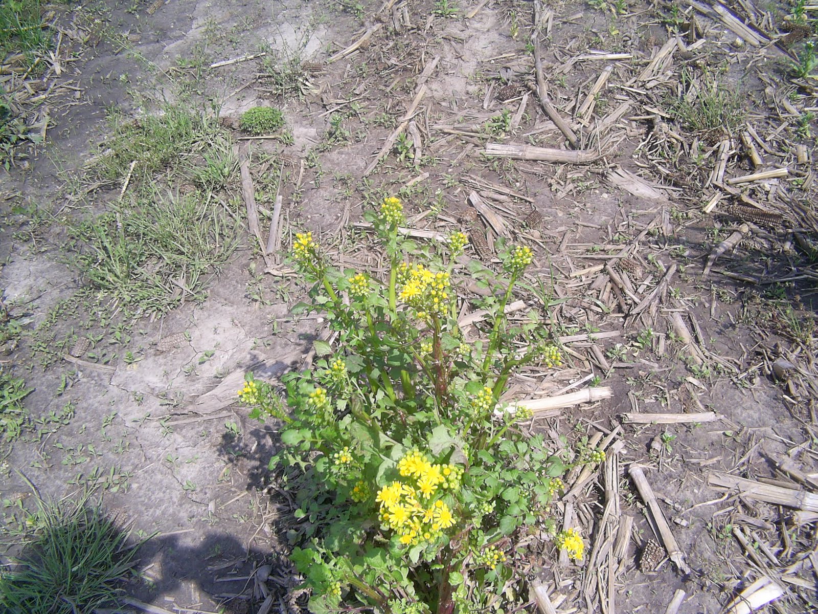 Observations in Agriculture What are those yellow weeds?