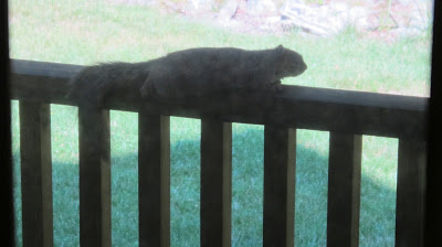 Nutkin 1