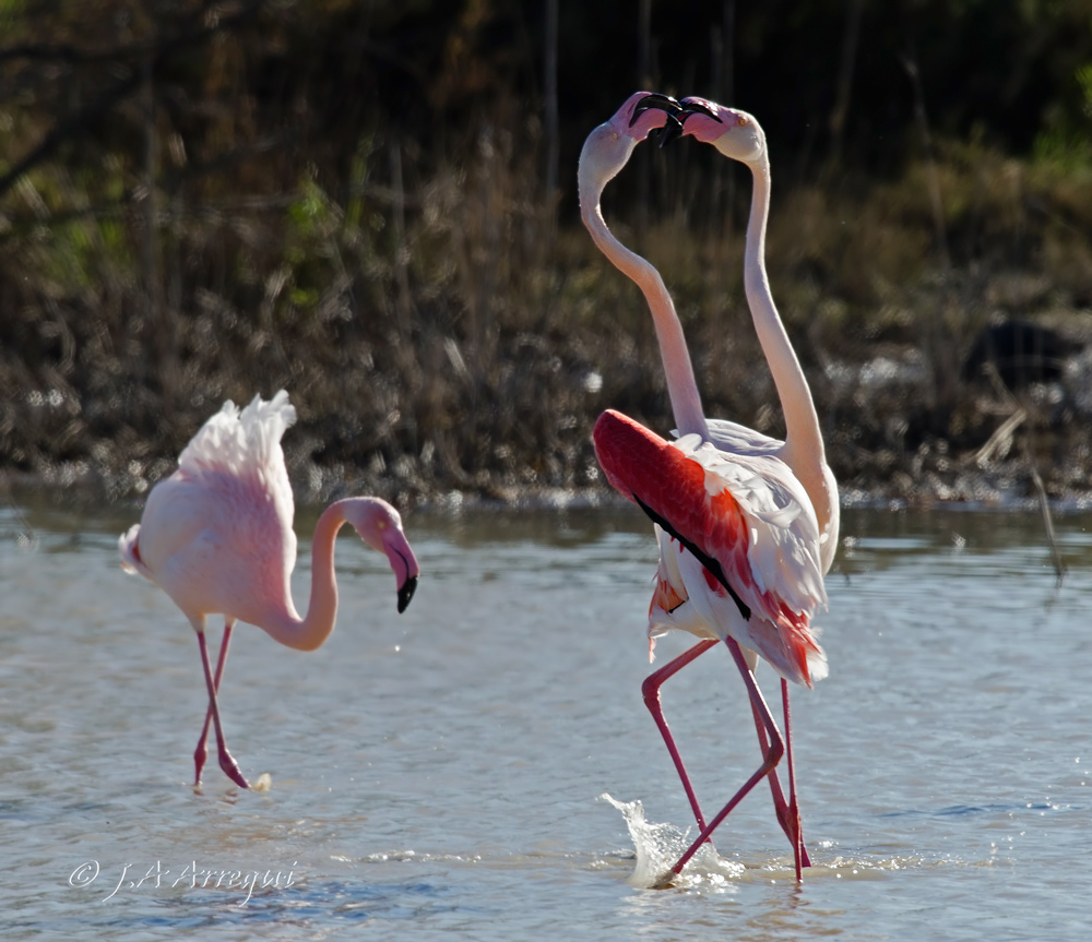 Flamenco común, Phoenicopterus ruber, Greater Flamingo Flamenco común, Phoenicopterus ruber, Greater Flamingo