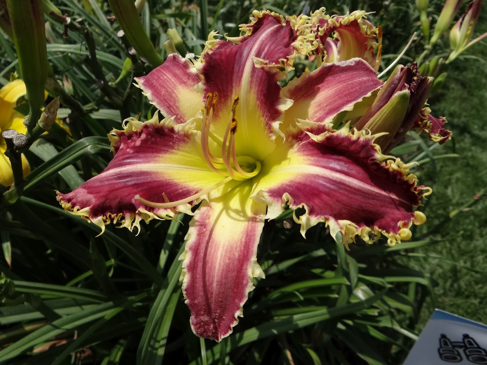 2012 National Daylily Convention Recap Heavenly Gardens A Girl