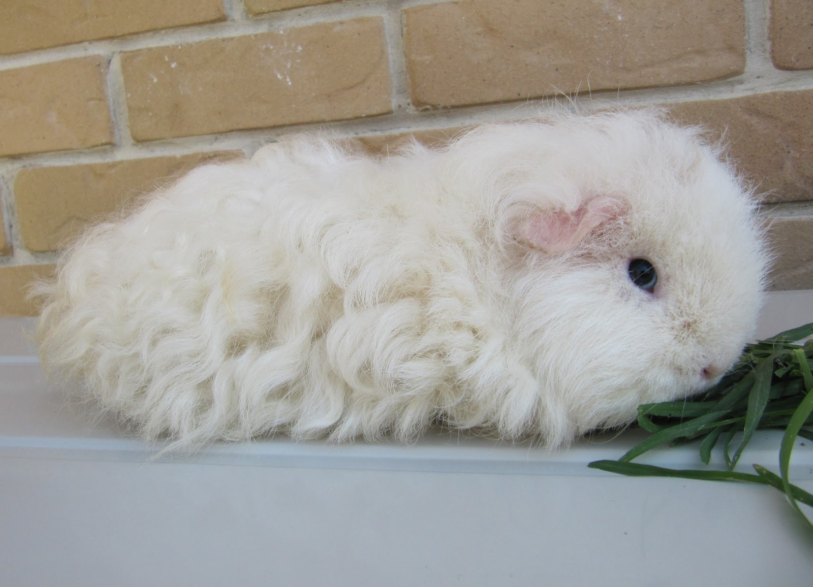 curly haired guinea pig