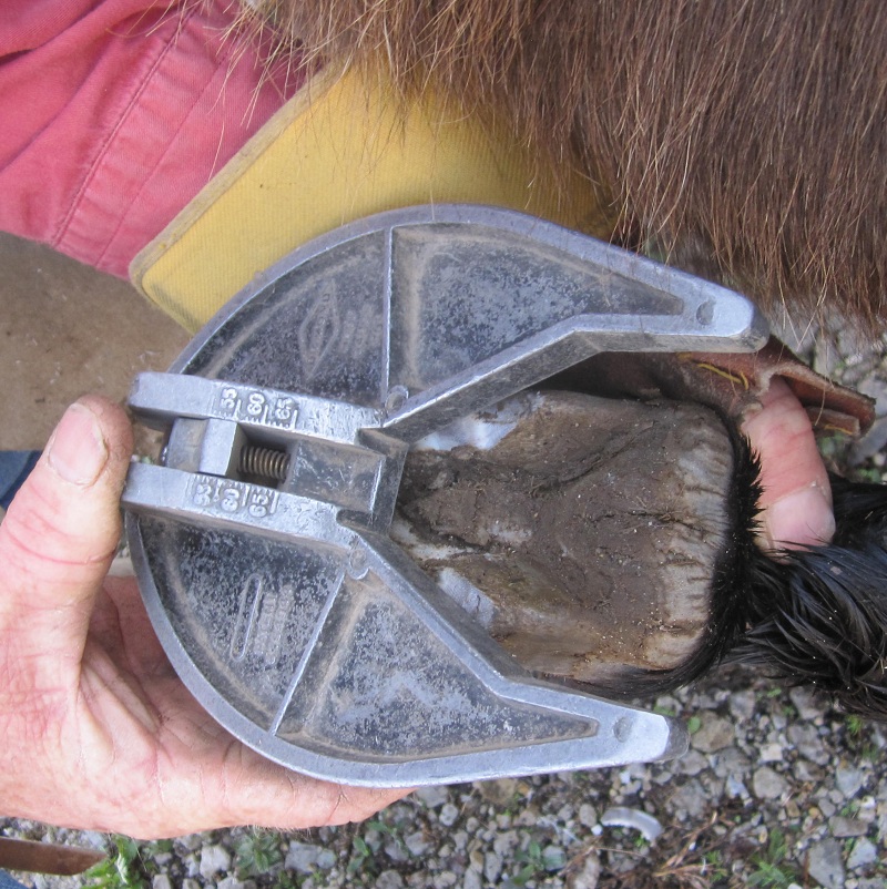 Ruthlynn's World Donkey Feet