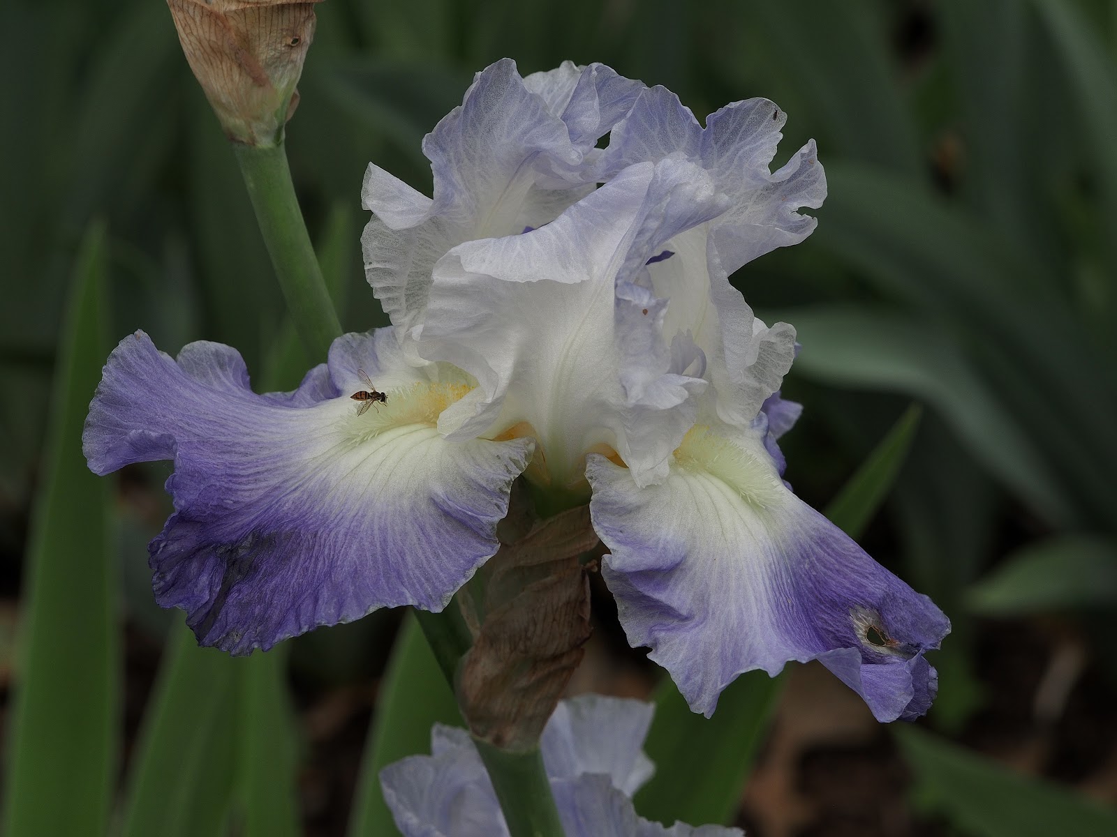 Gathering Nectar, #iris #lavendarandwhite #bearded #flower #flowerpower #elizabethpark #hartfordct Gathering Nectar, #iris #lavendarandwhite #bearded #flower #flowerpower #elizabethpark #hartfordct