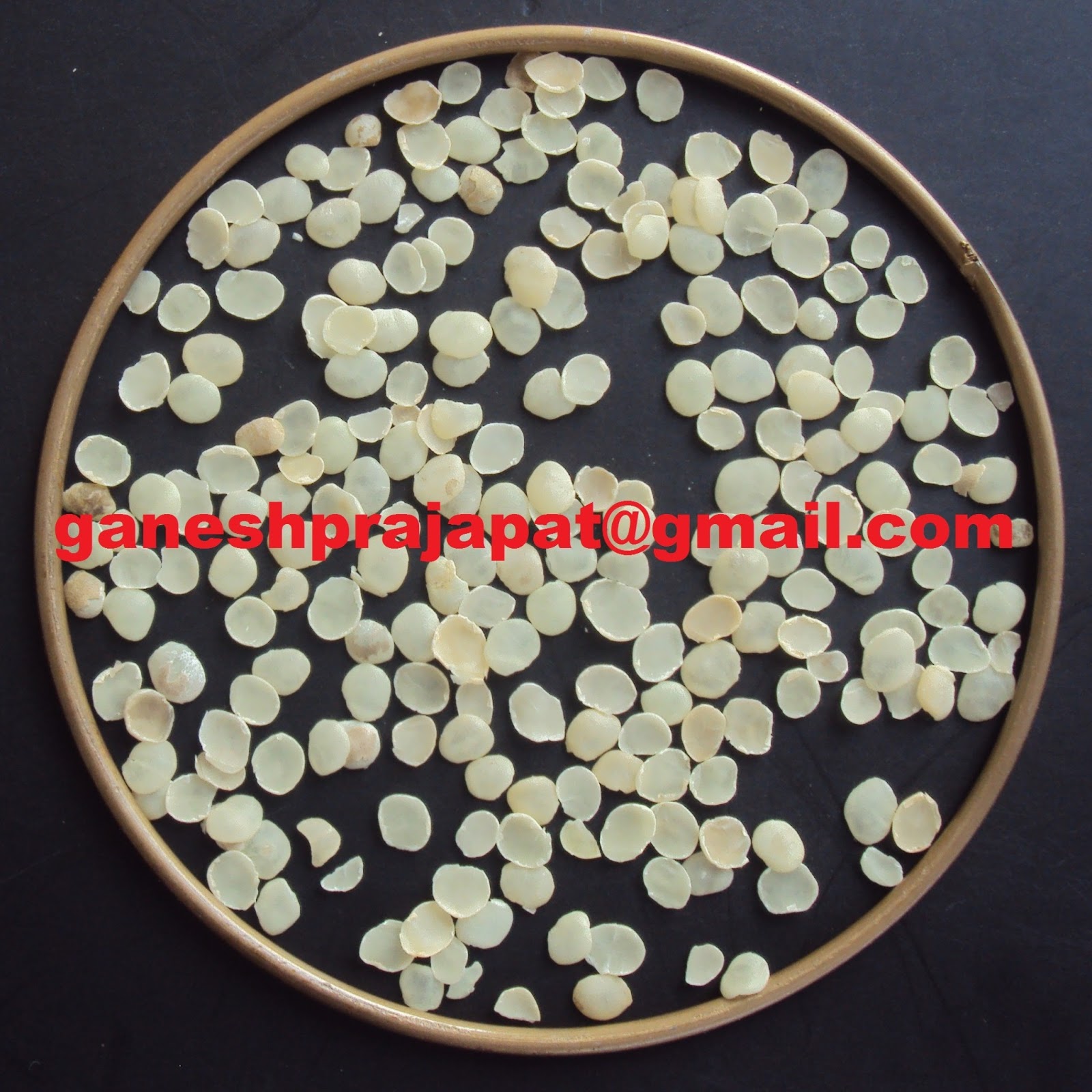 GUAR GUM INFORMATION AND GUAR GUM CULTIVATION IN INDIA GUAR PHOTO GALLERY