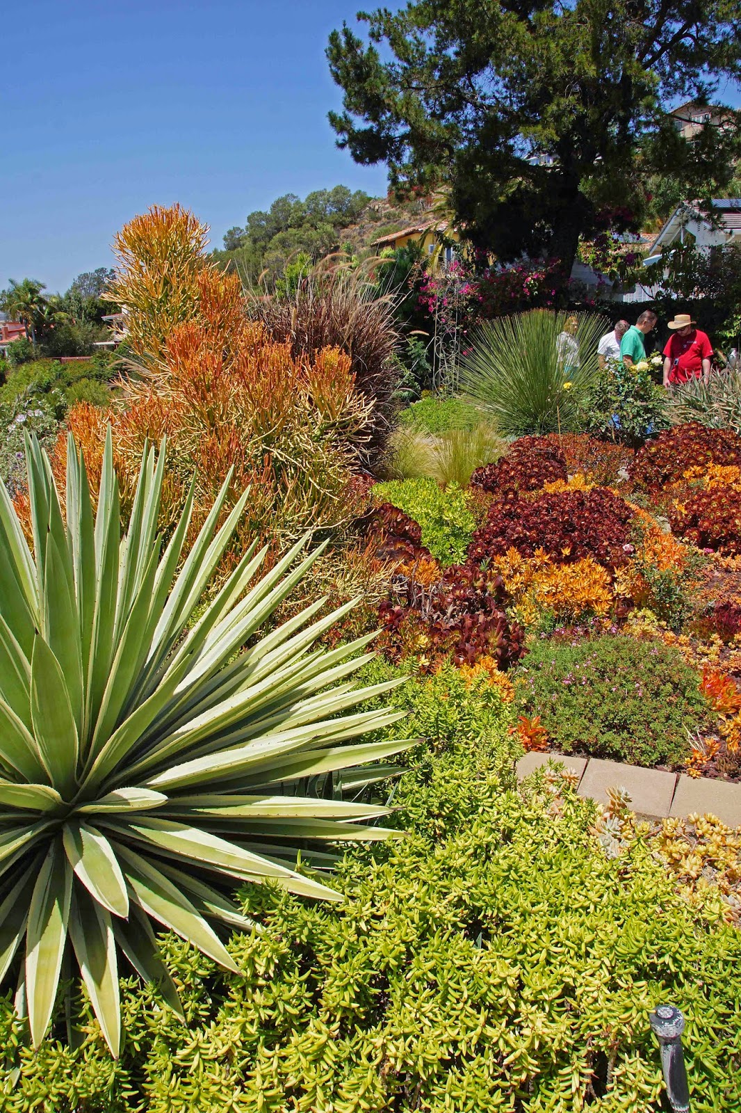 An (Almost) All Succulent Garden