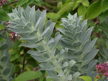 Donkey's Tail - Perennial