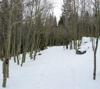 Aspens on the Alberta Falls Trail