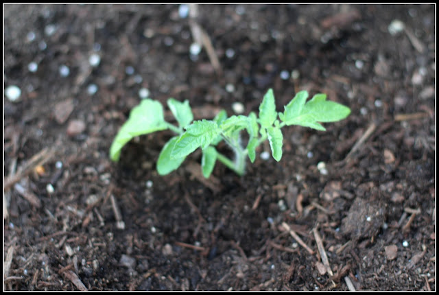 Desperate Gardener: Tomato Tuesday: What To Do With Those Suckers