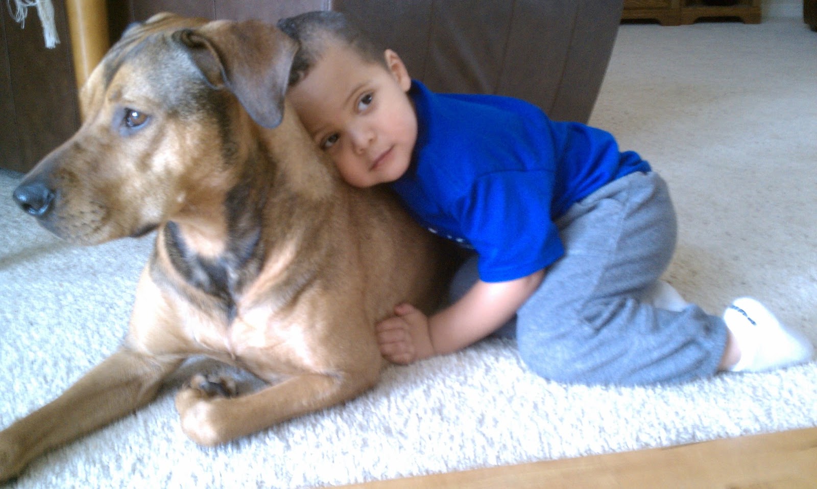 Austin Dog Allergy Specialist