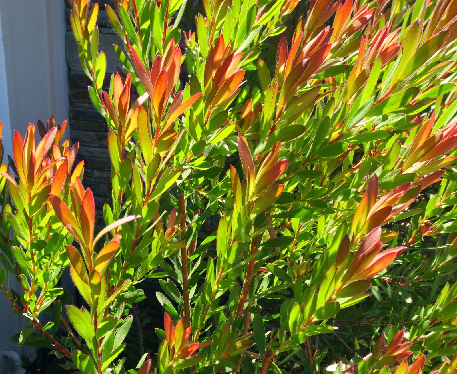 Seasonal Wisdom November 2009