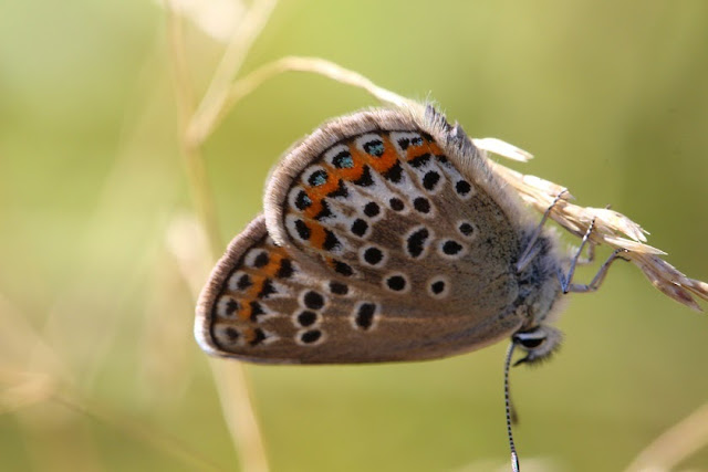 Tierfotos - Schmetterlinge - Bläulinge