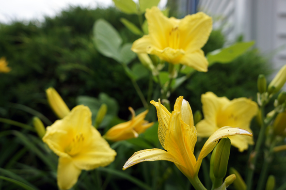 yellow day lily lilies