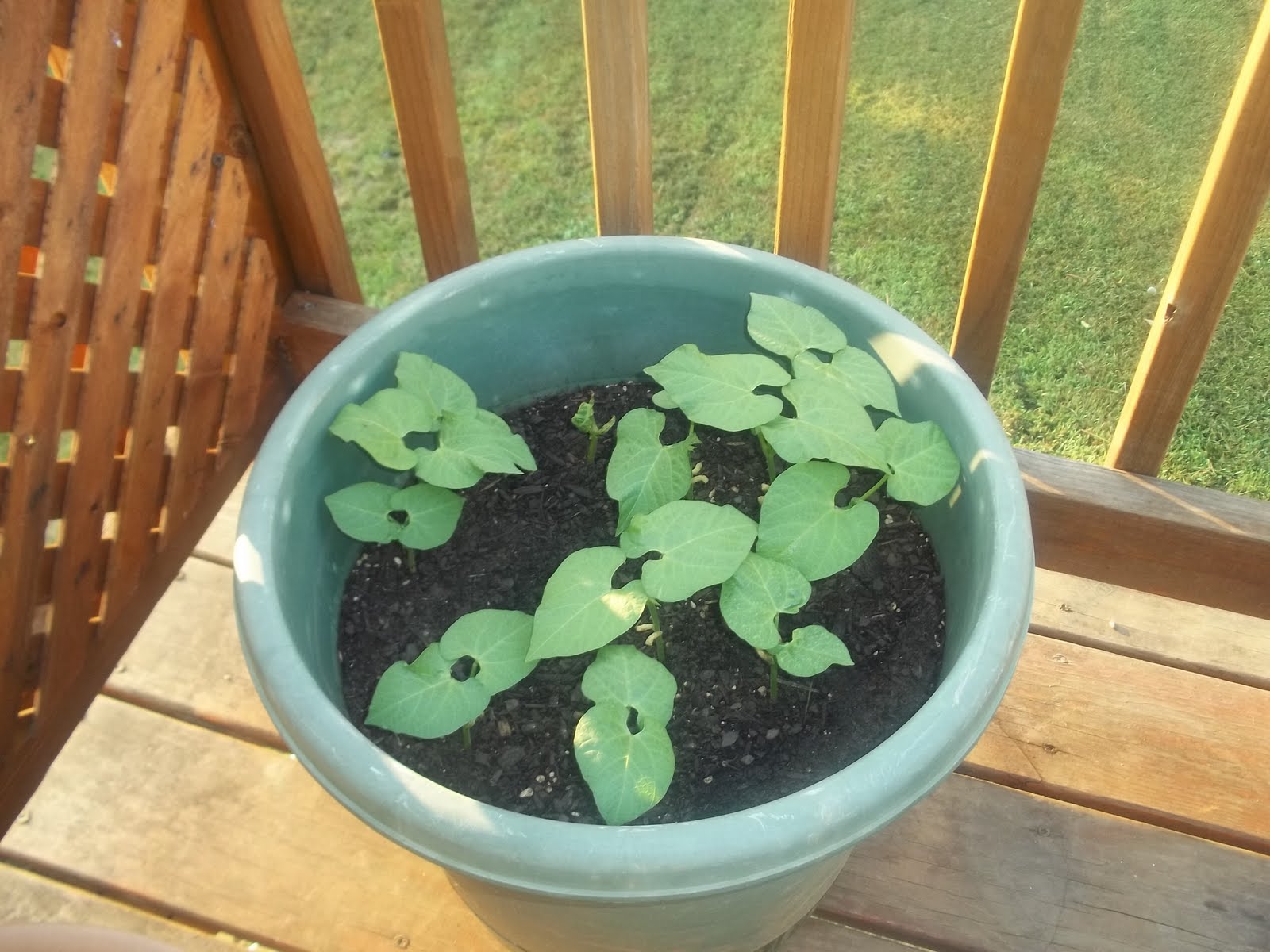 Gardener's Delight String Beans are growing fast