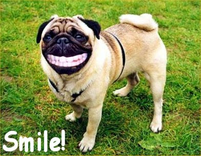 funny-dog-pictures-smile.jpg