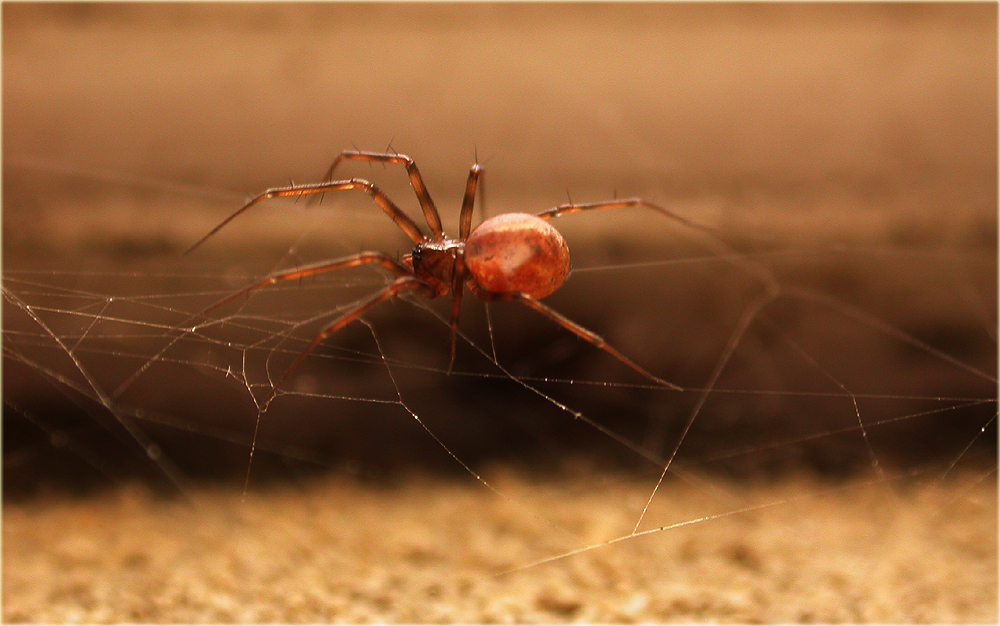 Arachnerds Money Spiders Linyphiidae