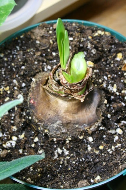 what do you do with an amaryllis bulb