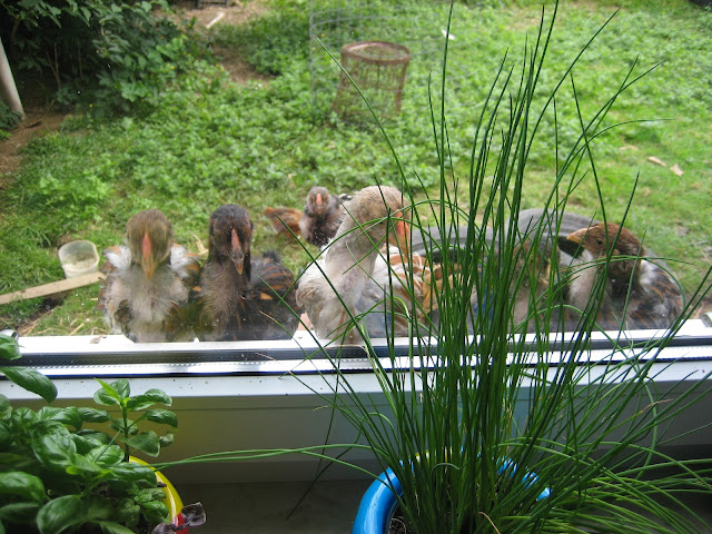 Baba Yaga: Der blaue Vogel ein mal anders / Niebieski Ptak trochę inaczej