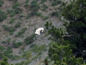 Aneh! Manusia Kambing Terlihat Di Pegunungan Utara Utah [ www.BlogApaAja.com ]