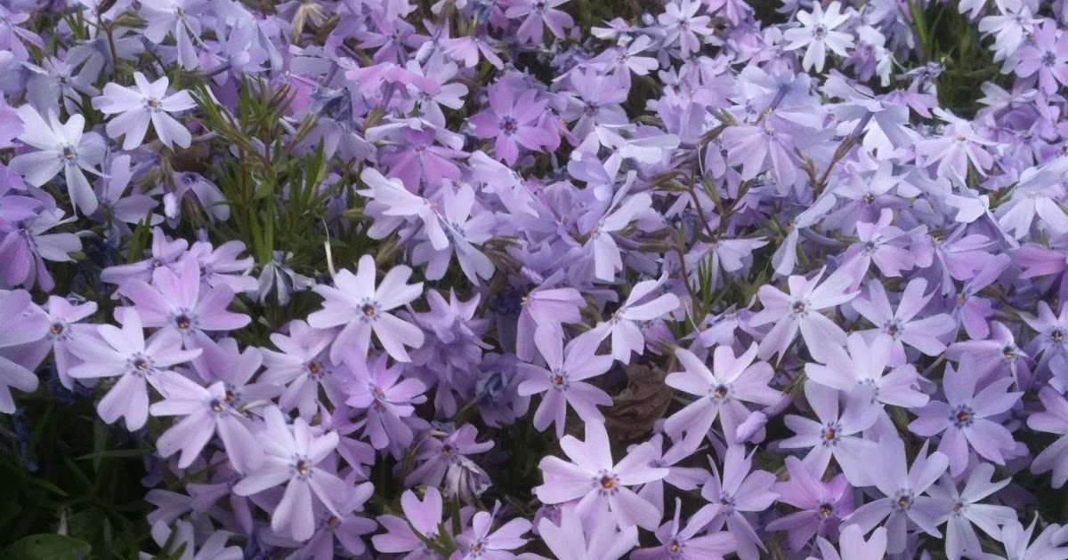 Transplanted on the Prairie Creeping Phlox and Monsoon Umbrellas