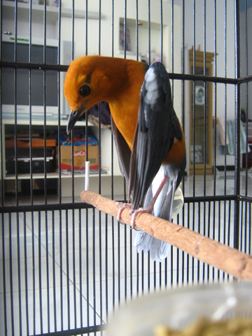 Tips Membuat Anis Merah Cepat Teler ~ Breeding Kenari (Canary)