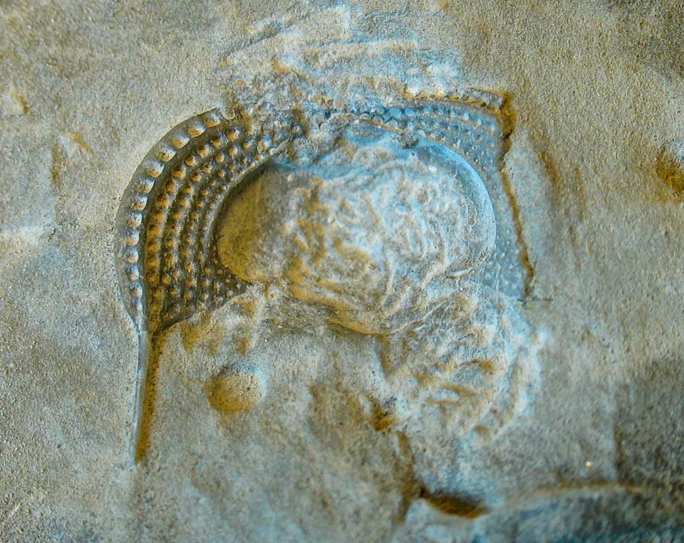 Louisville Fossils and Beyond Cryptolithus Ordovician Trilobite Fragment