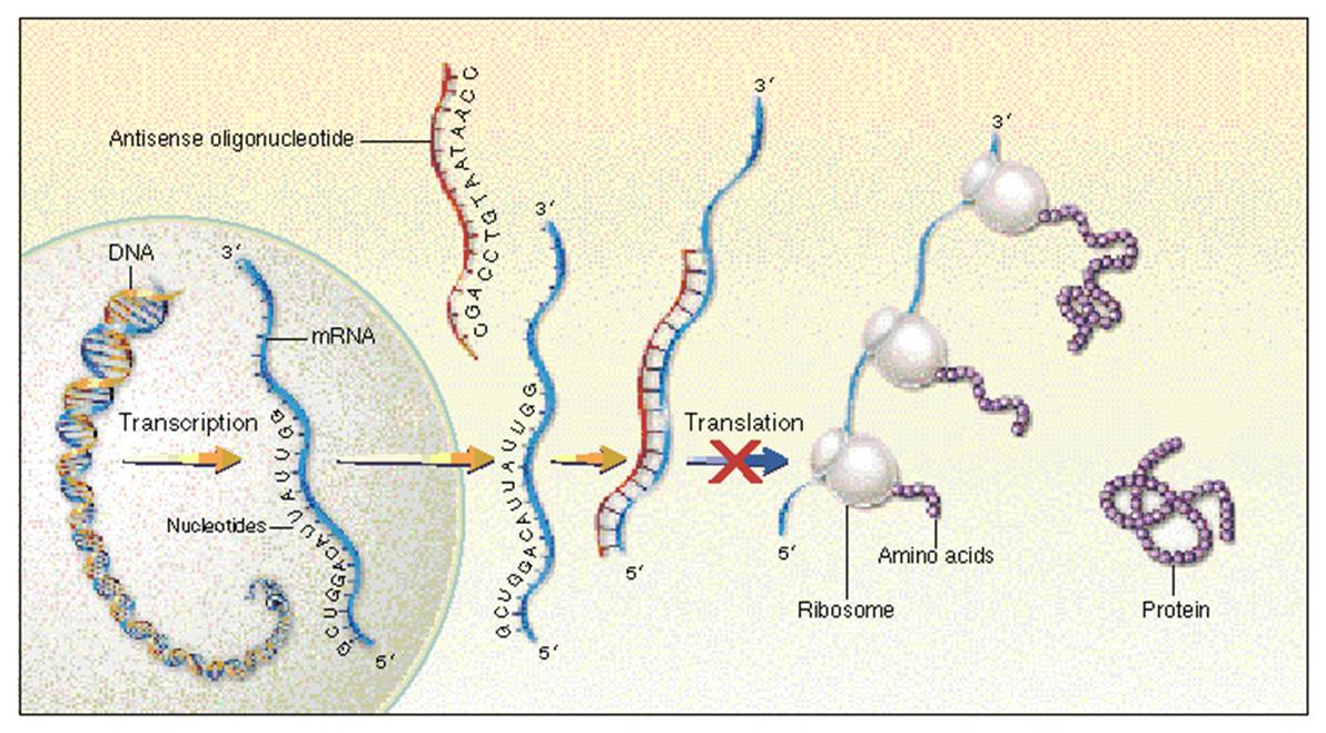 My Biotech Archives Medical Biotech Terapi Gen