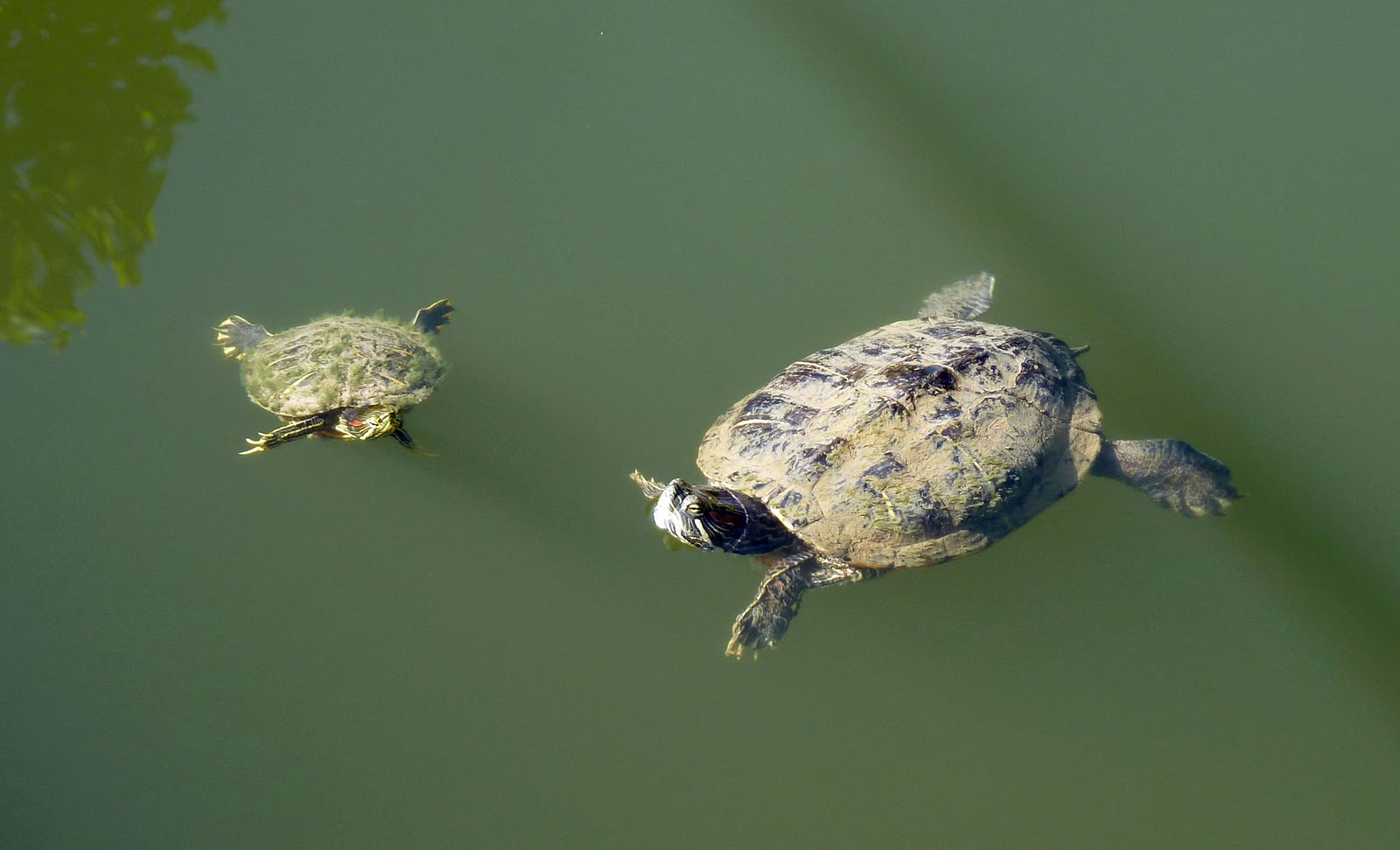 Last Dance Cumberland River Green Turtle Bay