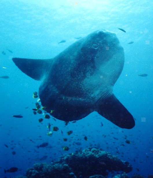 B.O.T.A.N.A: Mola-Mola (Si Ikan Matahari)