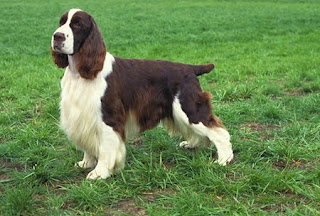 english springer spaniel puppies animal pets dog wallpaper dogs english springer spaniel puppies animal pets dog wallpaper dogs