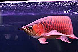 Harga Ikan Arwana Super Red - Akuarium Ikan Hias