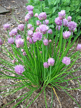 Chives