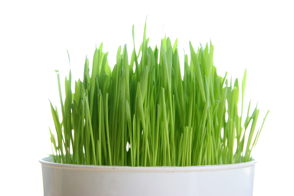 Công Dụng Của Rau Mầm Lúa Mạch (wheatgrass) - Vườn Rau Mầm