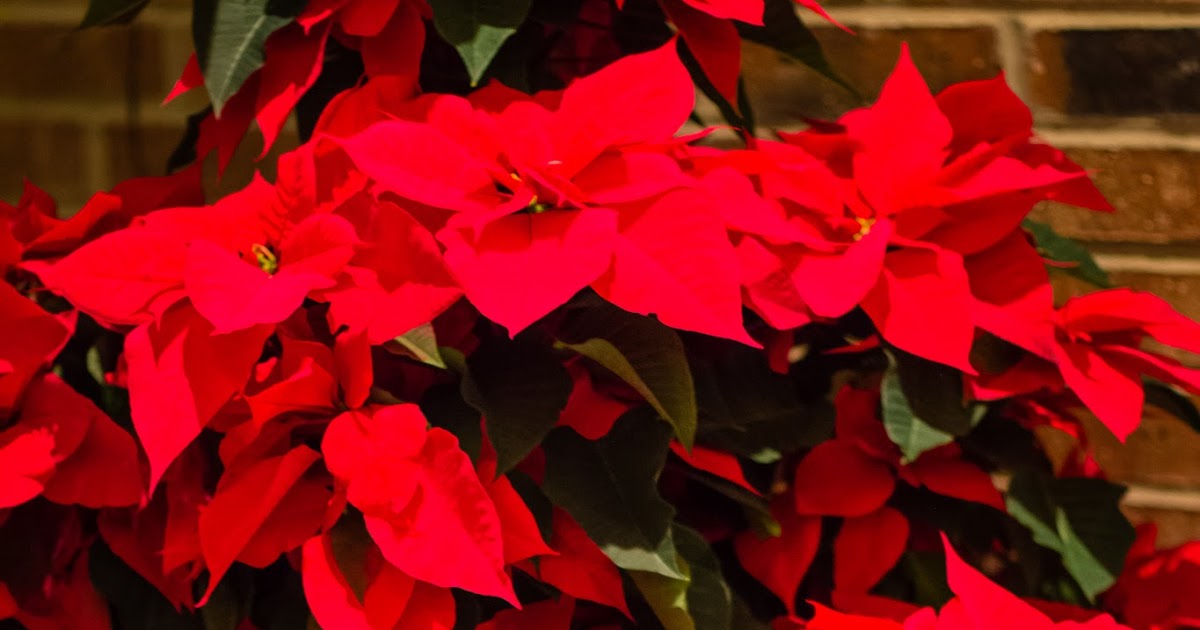 our eyes upon missouri quot it 39 s beginning to look a lot like its beginning to look a lot like christmas chords