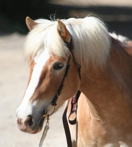 Behootenany Art and Fun for Life Saffron is chosen for America's