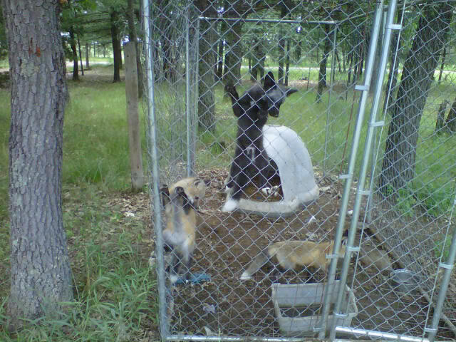 What Can You Put On Plants To Keep Dogs Away What Can You Put On Plants To Keep Dogs Away