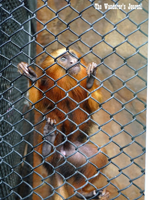 The Wanderer's Journal: Checking Out the Batu Secret Zoo, Malang