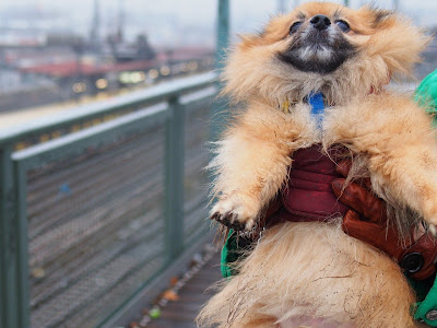 Pomeranian Berlin gets dirty when walking in wet weather