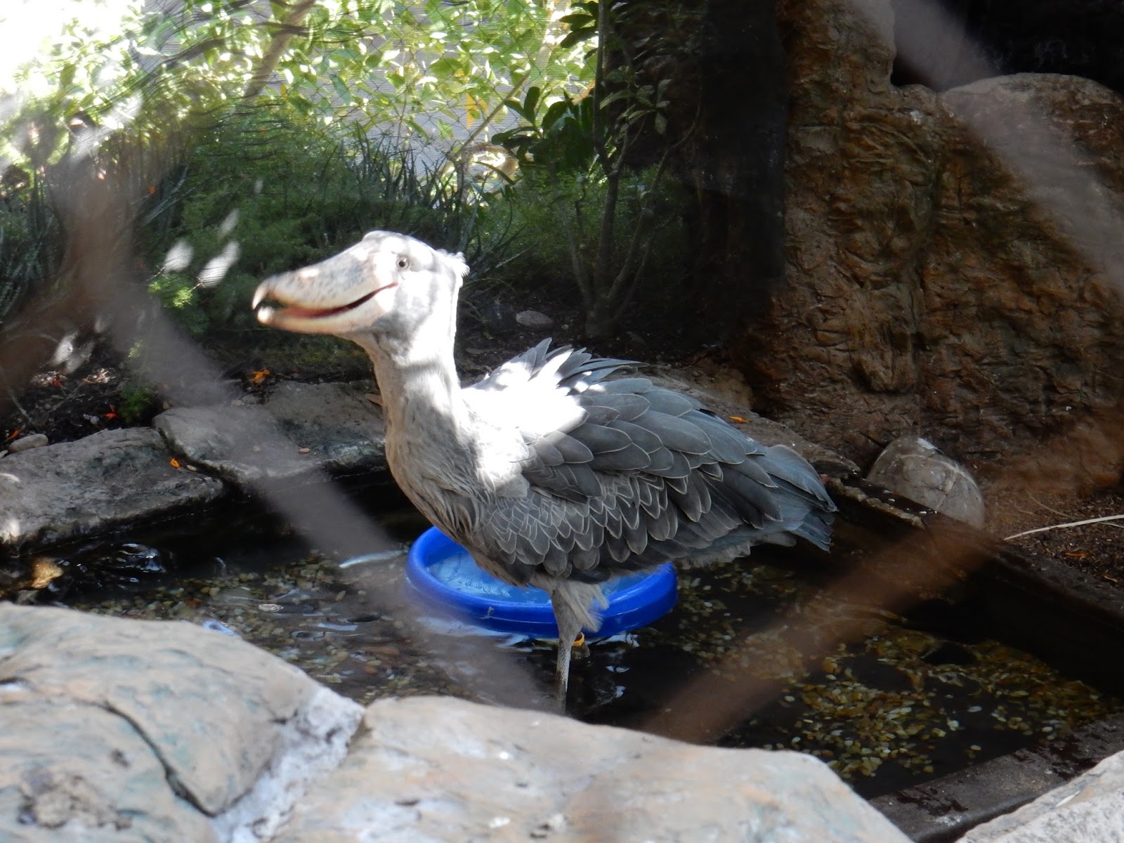 Raptormaniacs Dallas World Aquarium