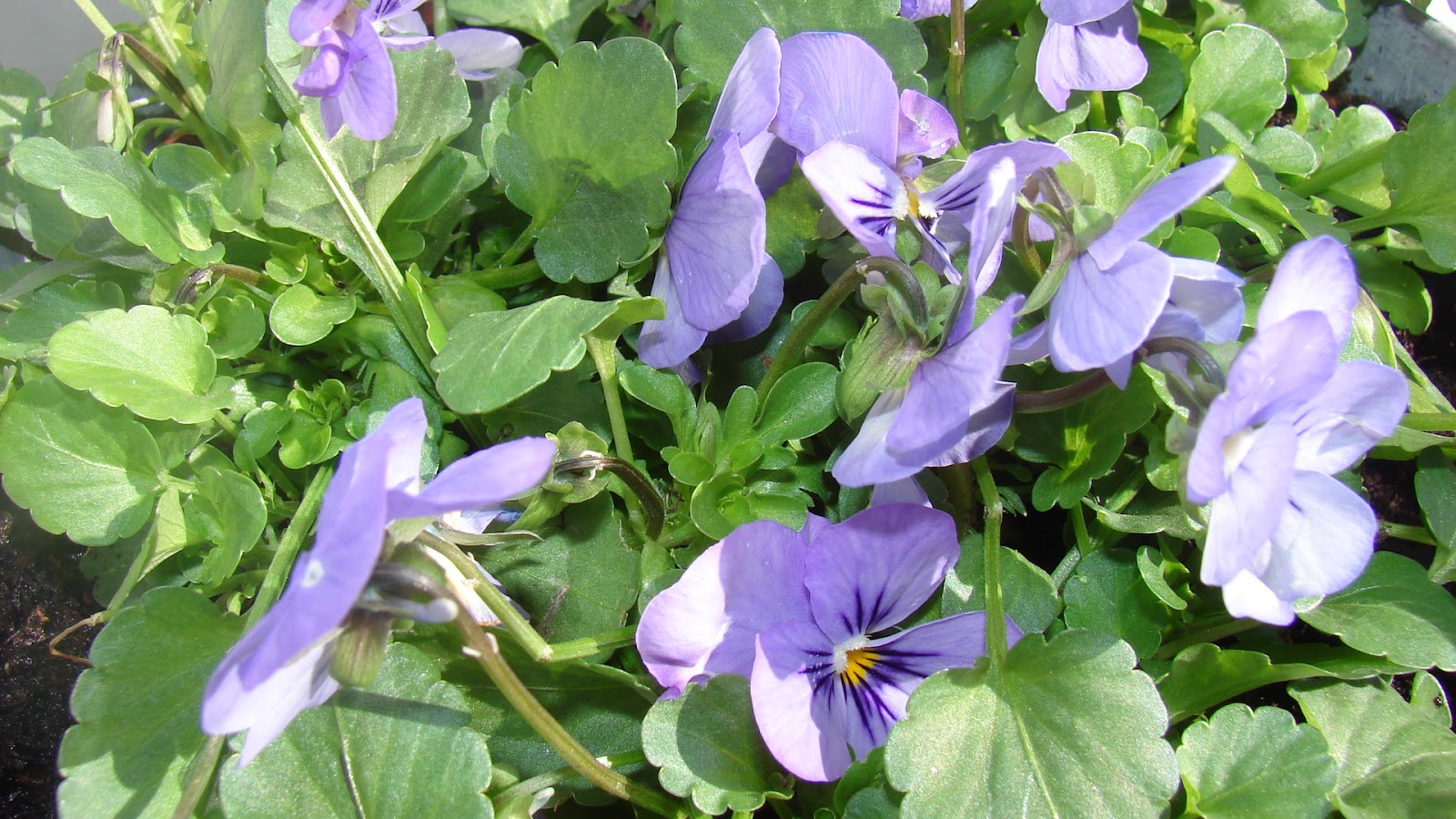 Sommerliv på altanen