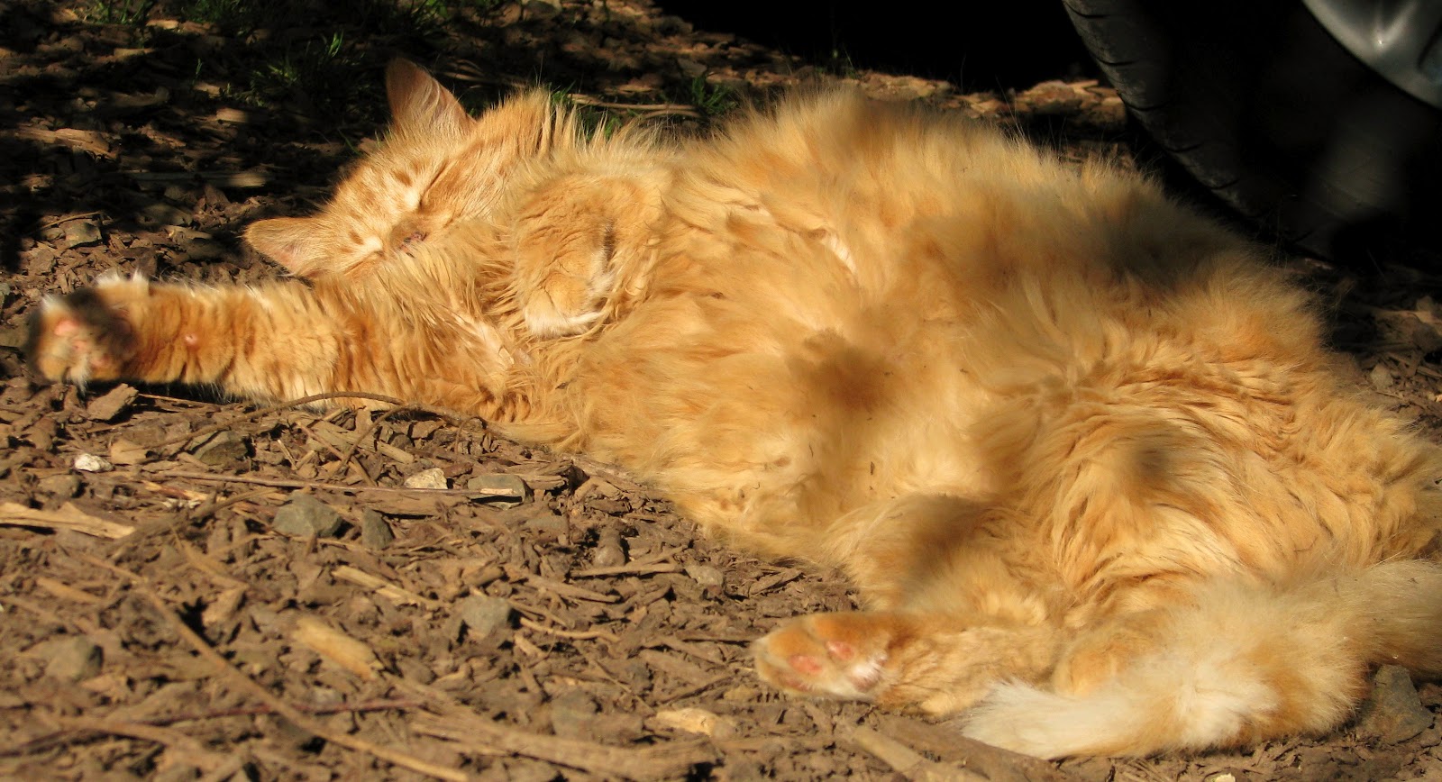 Rural Legacy Barn Cats