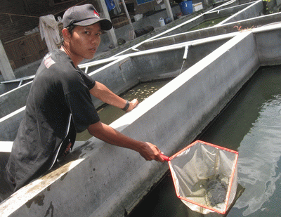 pemijahan ikan gabus pemijahan ikan gabus