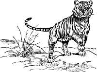 kağıttan kaplan