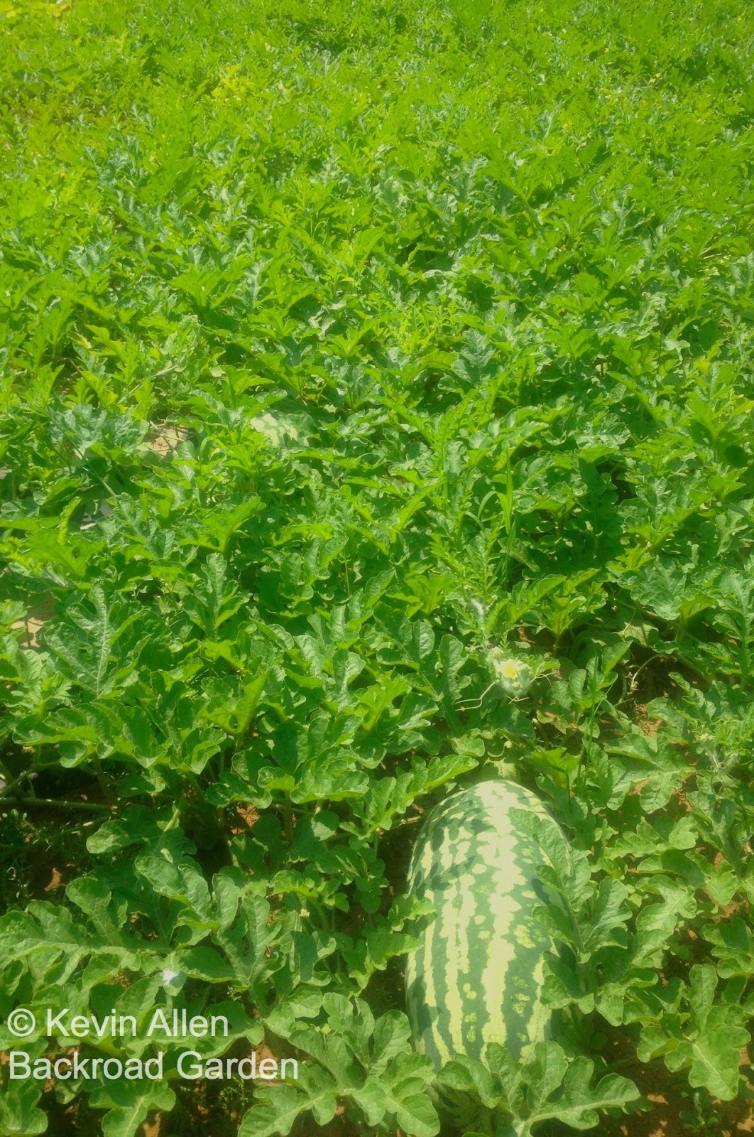 Backroadgarden Picking The Right Watermelon