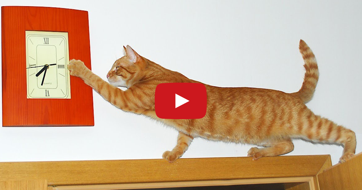 Tastefully Offensive Cats vs. Clocks