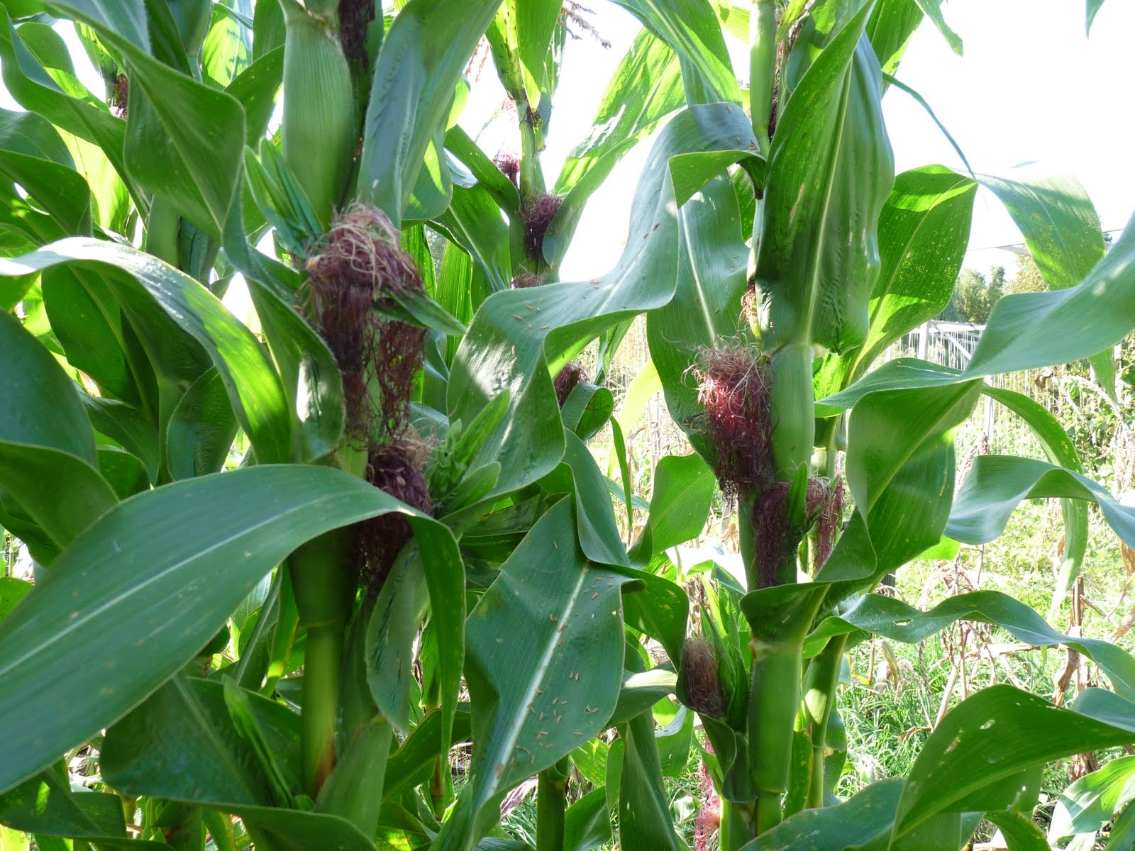 Seasonal Ontario Food Chires Baby Corn