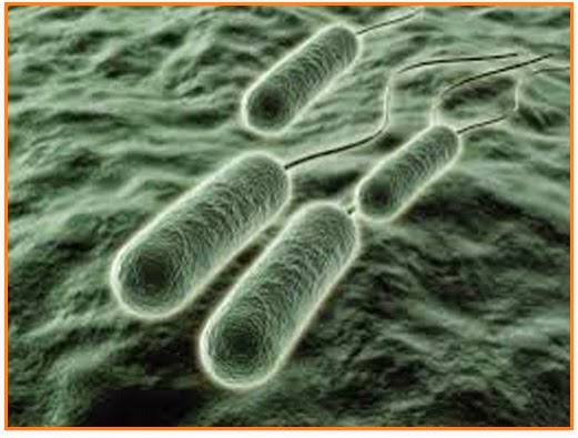 Bakteri ada yang hidup bebas dilingkungan dan dapat mensintesis makanannya sendiri. sifat hiup yang demikian disebut