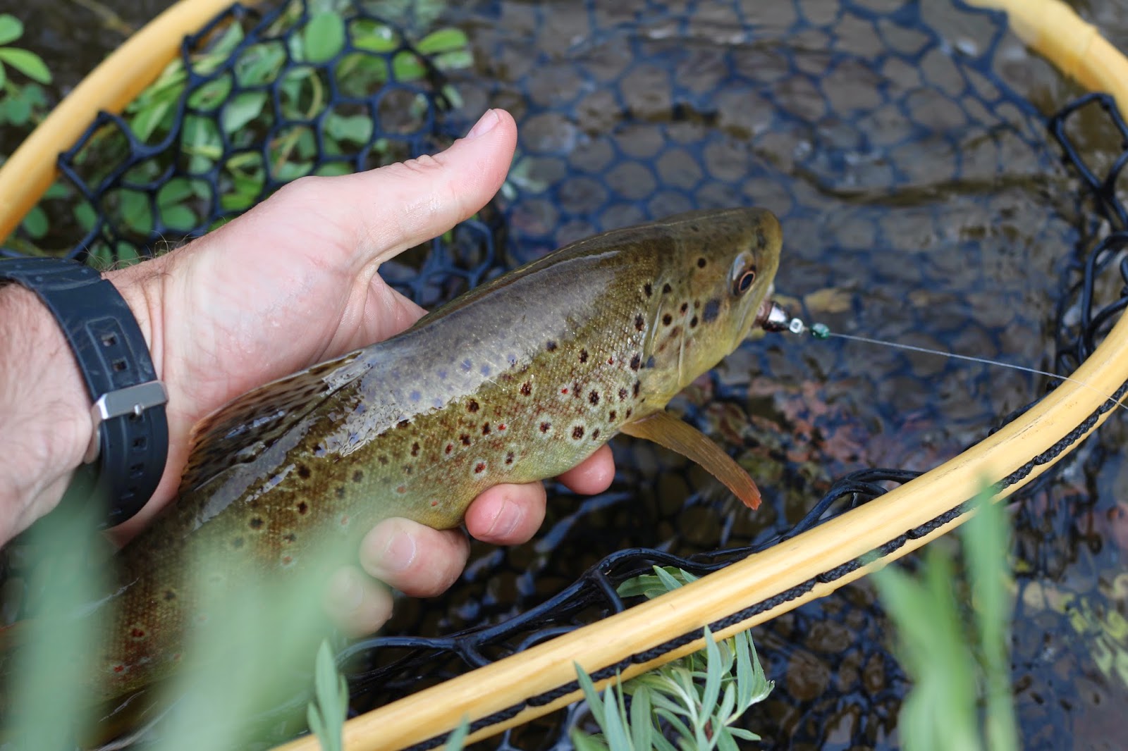 Brown+Trout+with+a+streamer+in+its+mouth+from+the+Roaring+Fork+River+in+Colorado+with+Jay+Scott+Outdoors.JPG